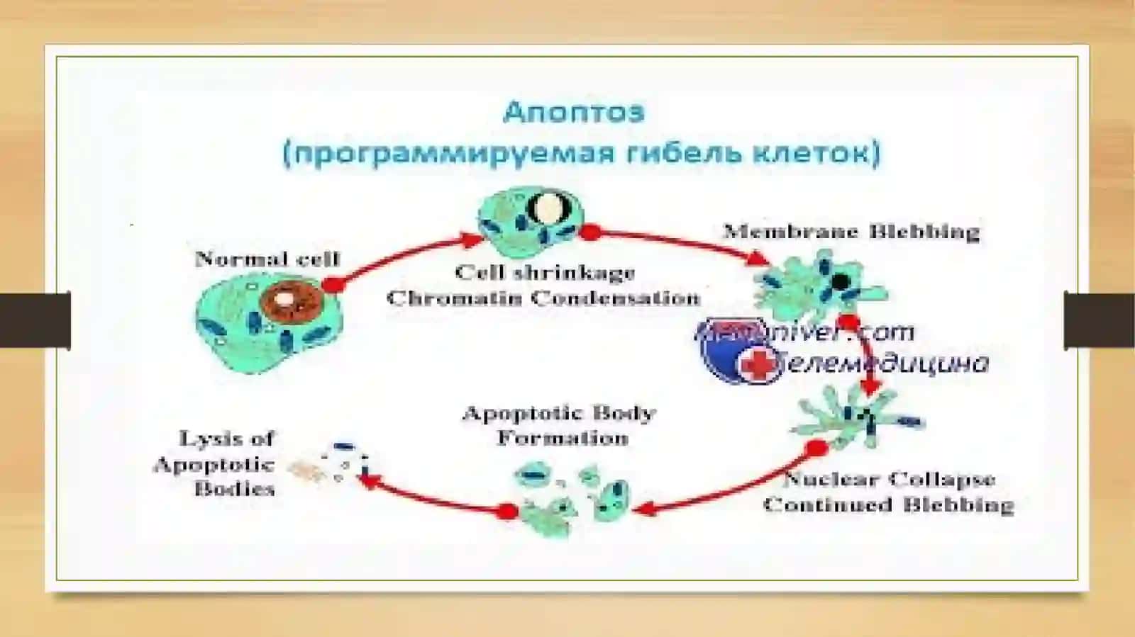 Apoptoz haqida 4