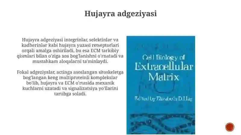 Hujayra va hujayradan tashqari matriks orasidagi munosabatlar 4