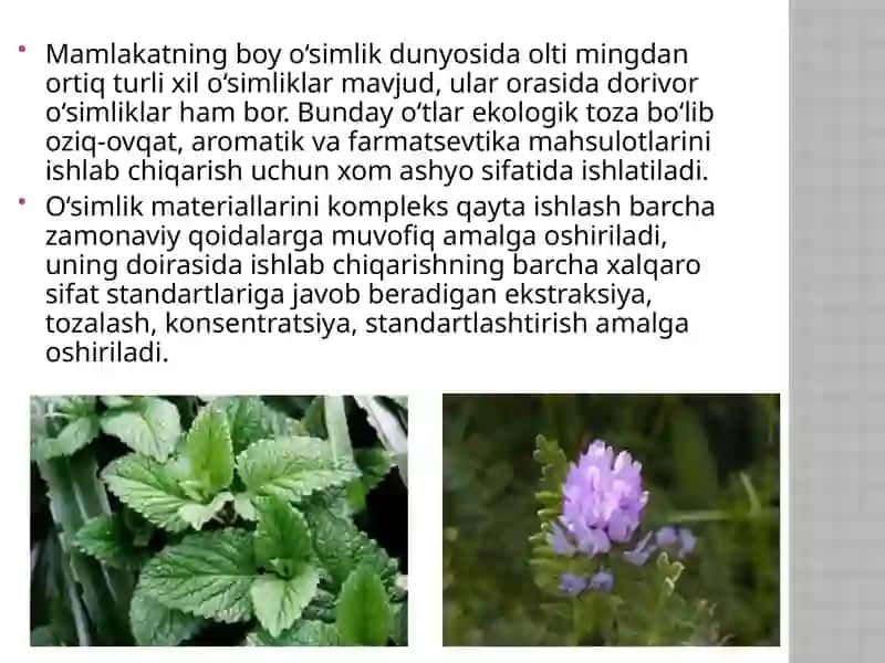 Foydali o’simliklar 4
