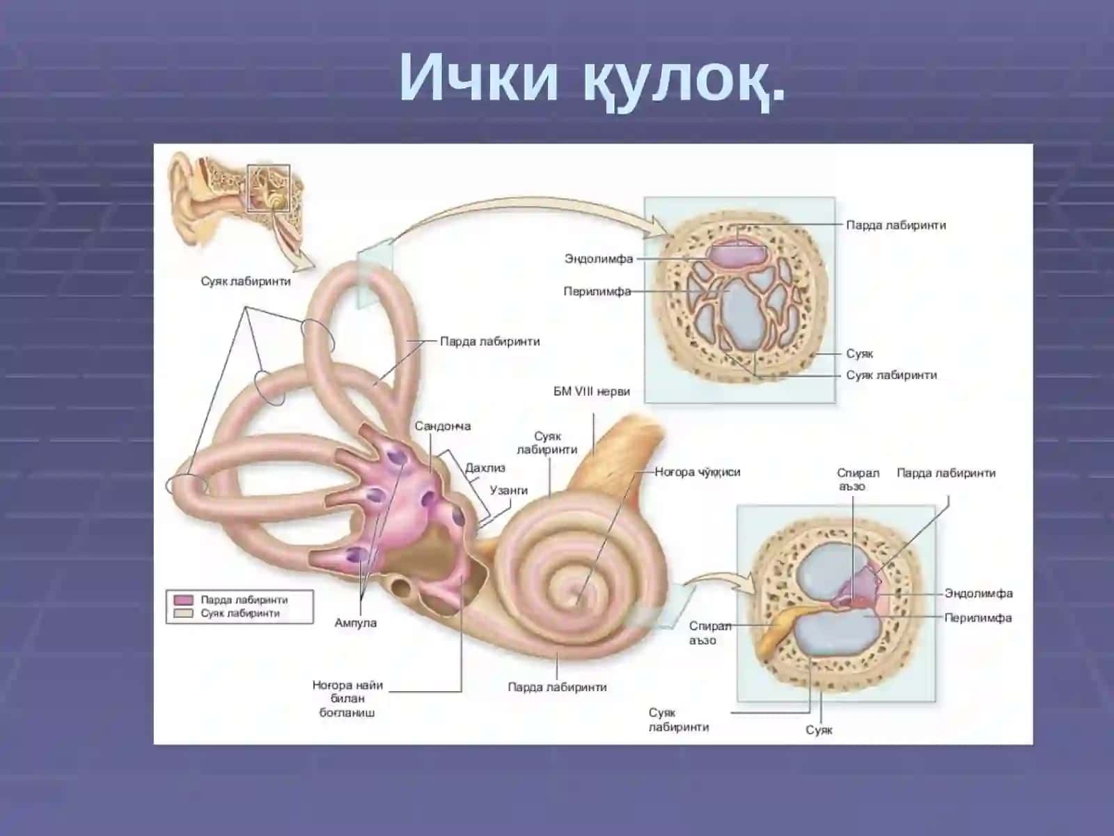 TTA Stomatologiyayonalishitalabasi Olimov Abduxakimning Gistologiya fanidan mustaqilishi 4