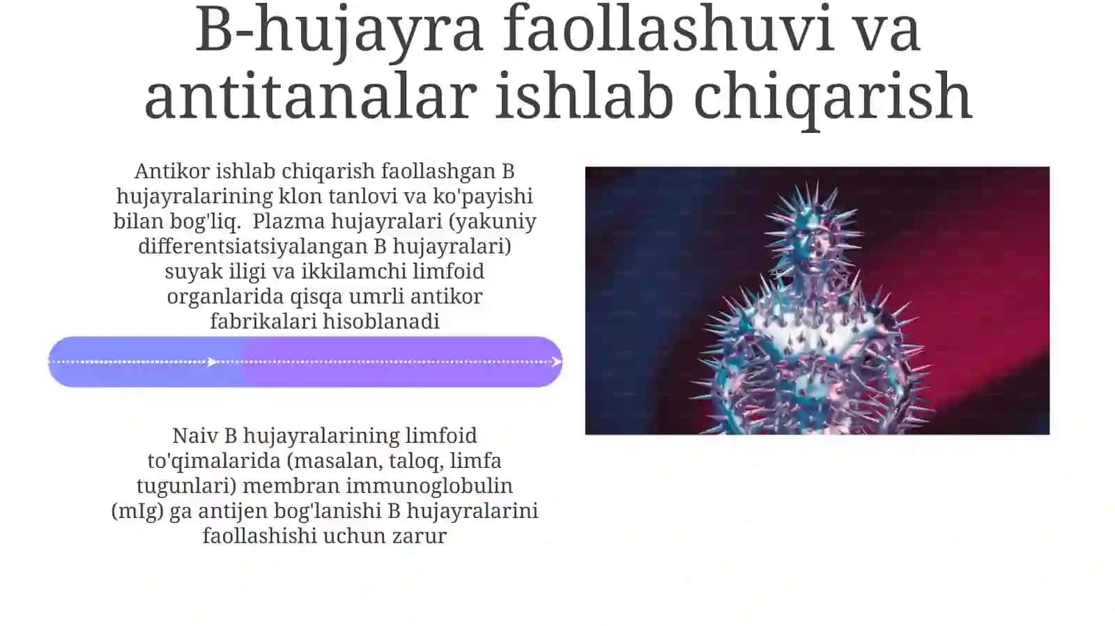 Hujayraviy va gumoral immunitetni sodir qiluvchi immunologik tizim 4