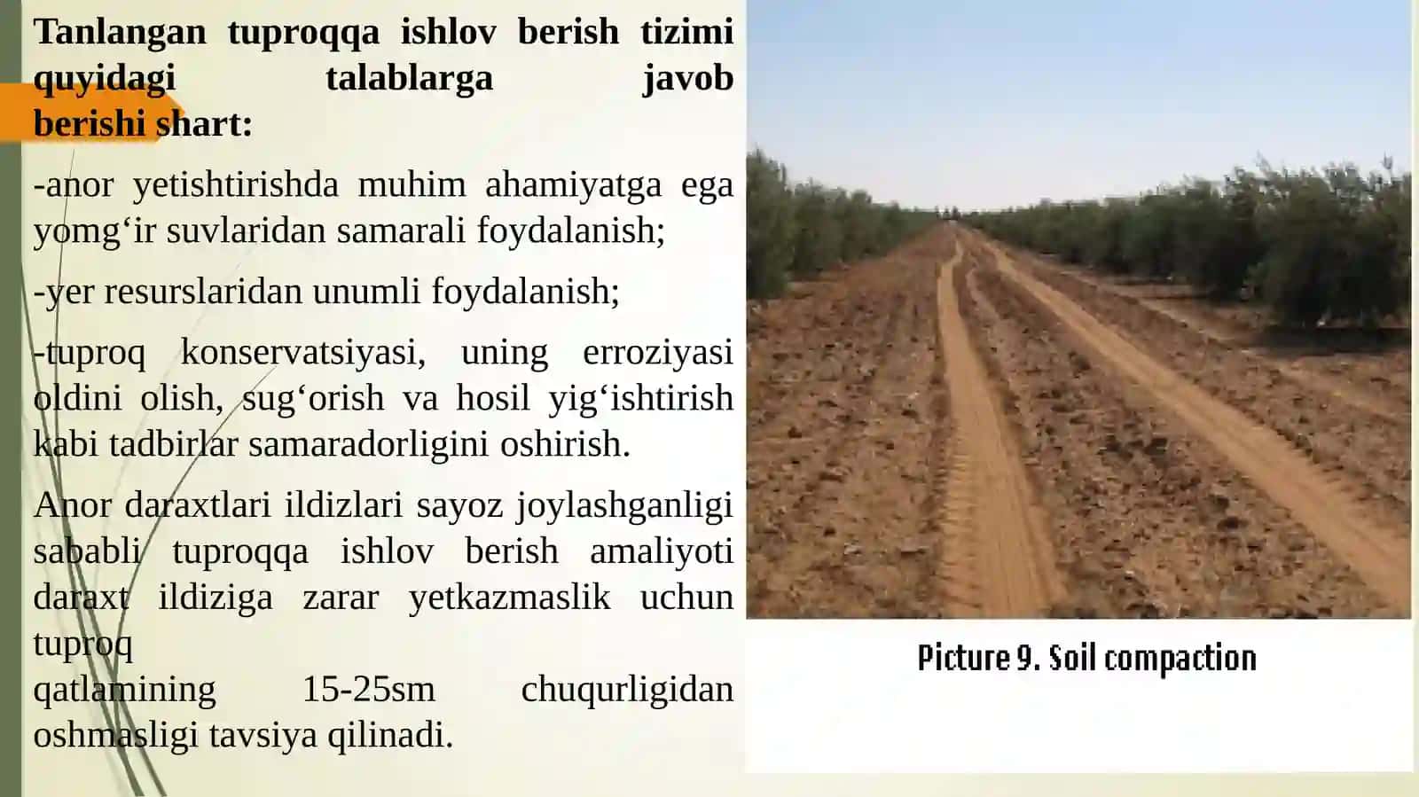 Yosh anorzorlarga ishlov berish 4