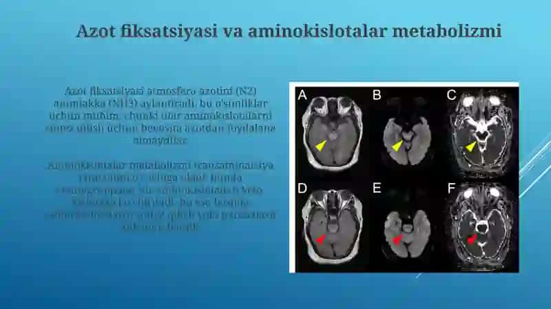 Ammiakni hosil bolishi va zararsizlantirish yollari 4