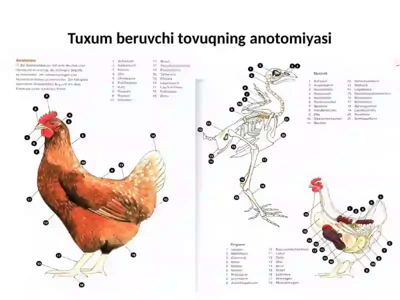 Tuxum beruvchi tovuq uchun - yem ratsionini tuzish 4