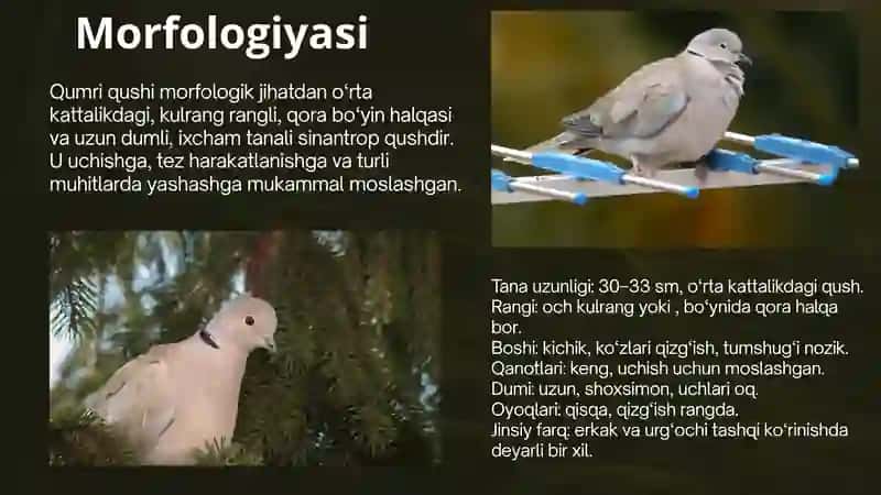 Qumri haqida malumot 4