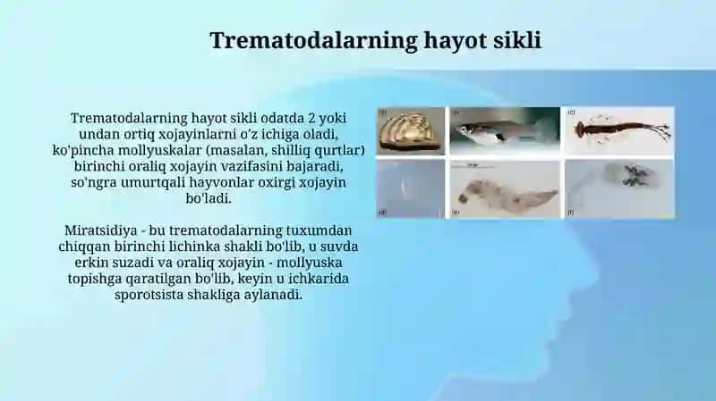 Parazitlar dunyosi- Soʻrgʻichlilar va ularning vakillari 4