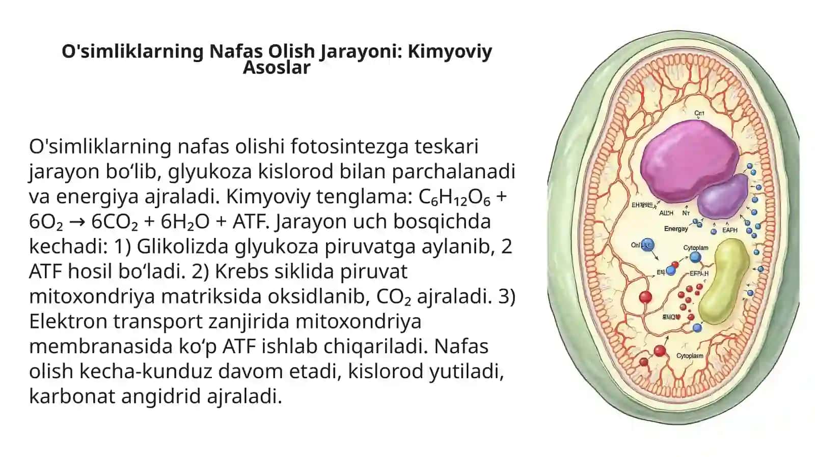 NafasOlishningMohiyativa O'simliklarning Nafas Olishini 5E Modeli AsosidaO'qitishMetodikasi 4