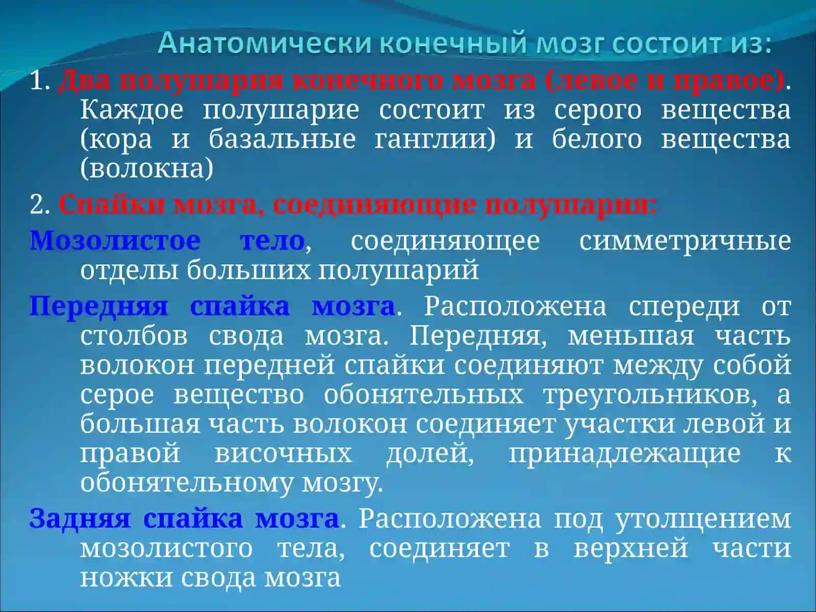 Основные отделы, форма и топография конечного мозга 4