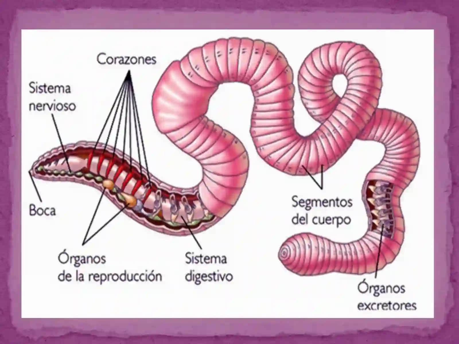 Nematodalarning morfologiyasi va anatomiyasi 4