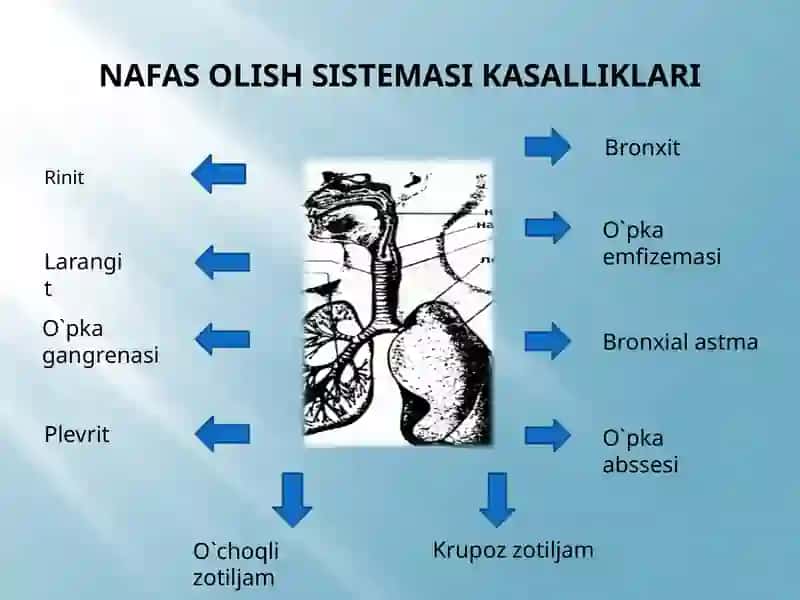 Nafas OLISH A`ZOLARI tizimiNI baholash 4