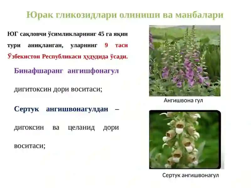 Юрак гликозидлари 4