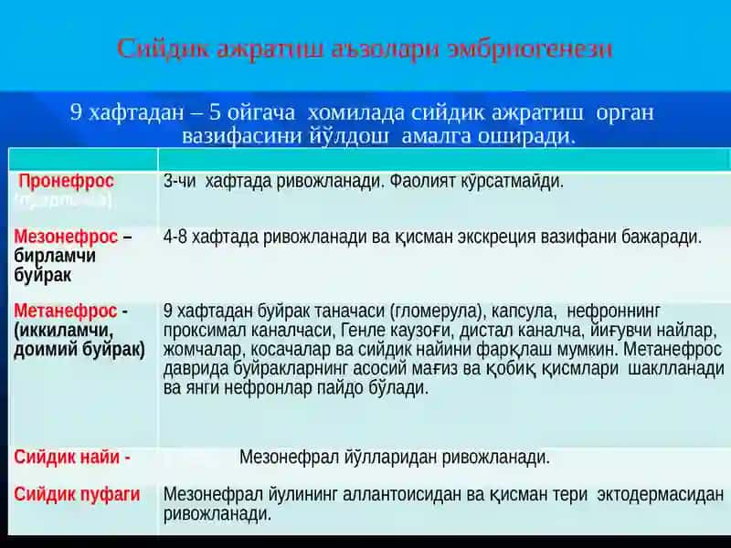 Буйракларнинг организмдаги функцияси 4