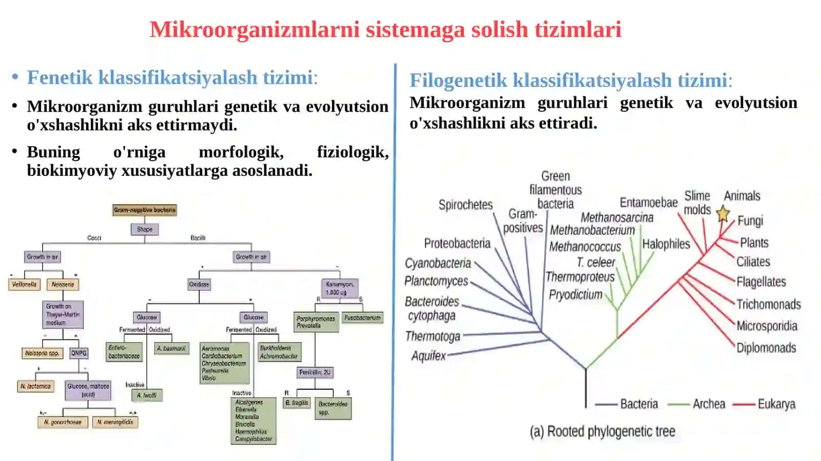 MIKROORGANIZMLARNING KLASSIFIKATSIYASI 4