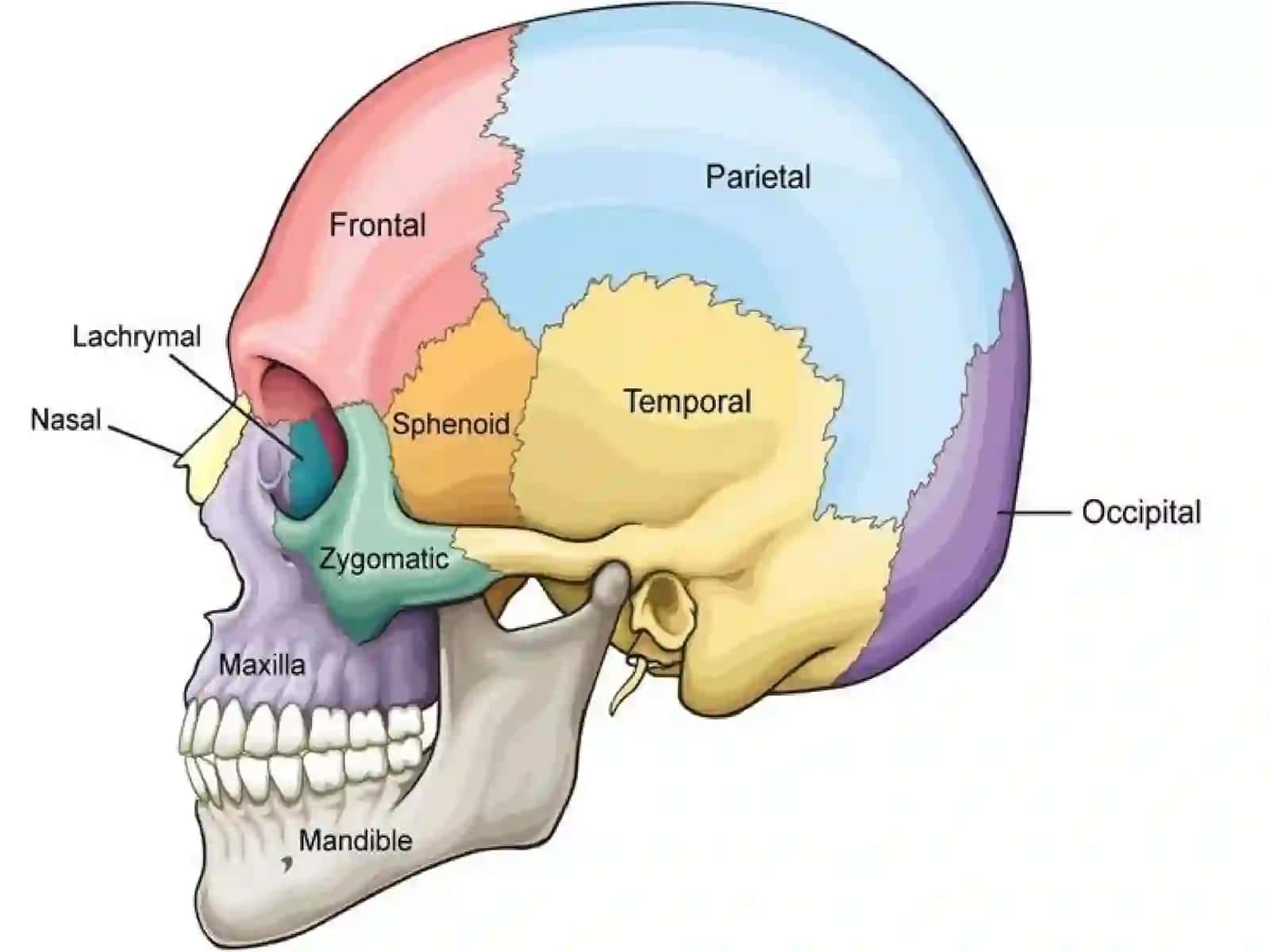Osteologiya -tayanch harakat tizimi.  Bosh suyaklarining yuz va miya qismlari 4