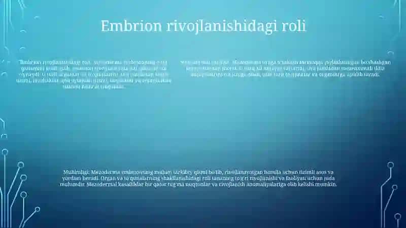 Mezenximaning Tuzilishi Va Ahamiyati 4