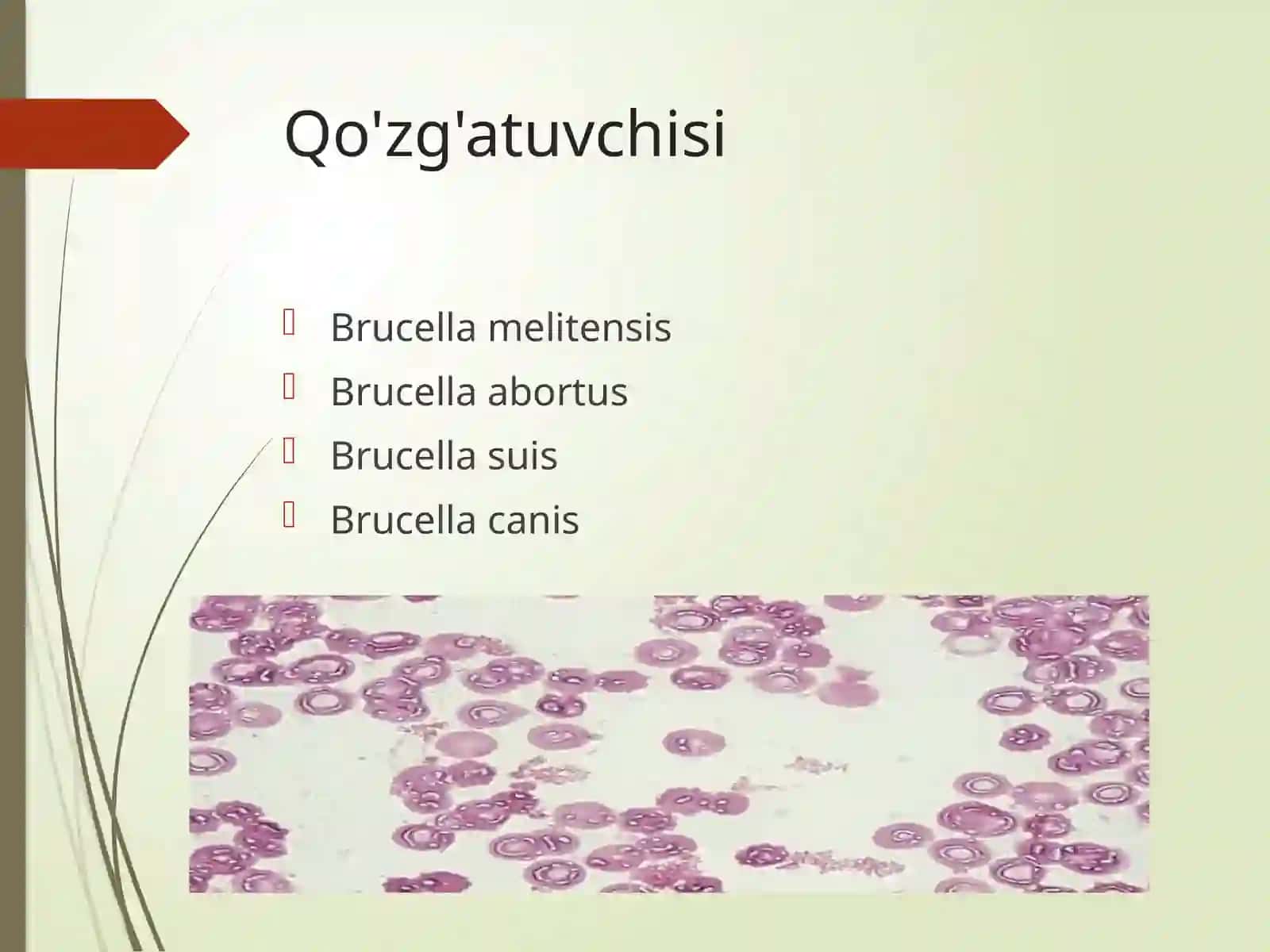 Brutselyoz 4