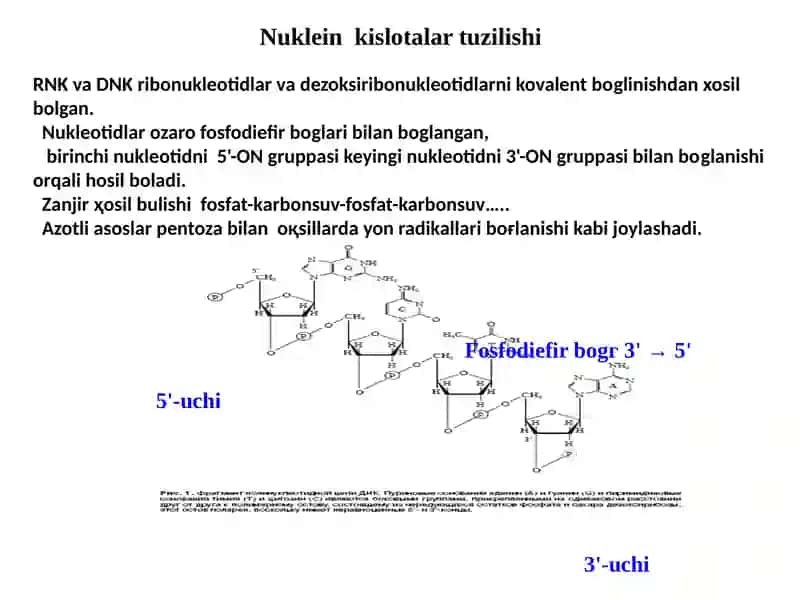 Nuklein kislotalar 4