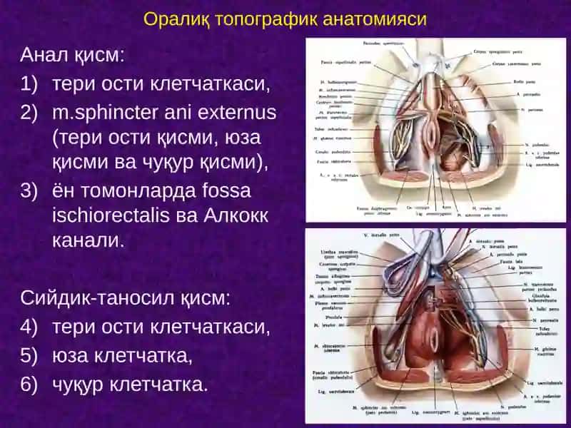Оралиқ топографик анатомияси 4