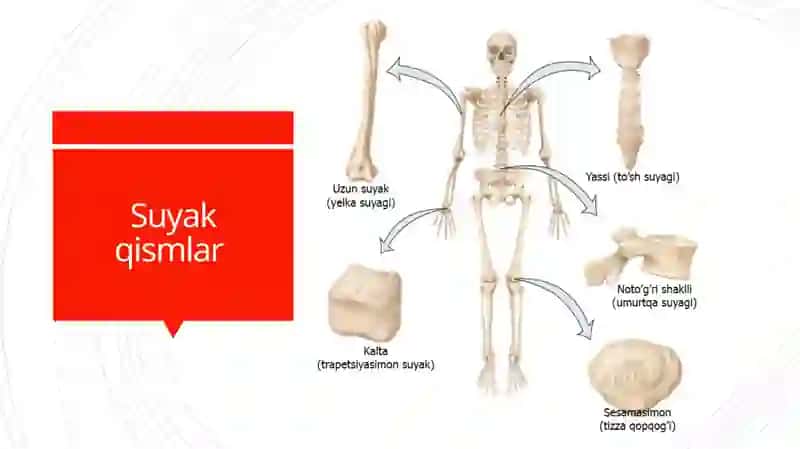 Suyaklar sistemasi 4