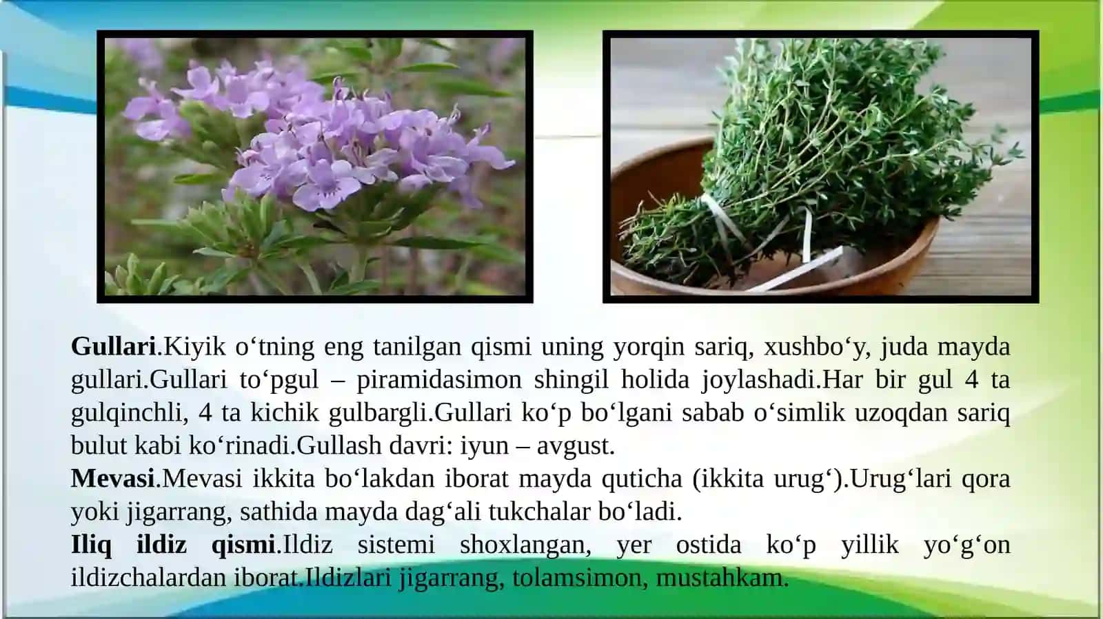 Kiyik oʻti-Zizifora tenuior L. oʻsimligini yetishtirish texnologiyasi 4