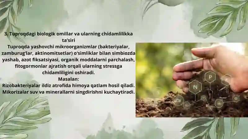 Oʻsimlik chidamliliga tuproq holatining taʼsiri 4