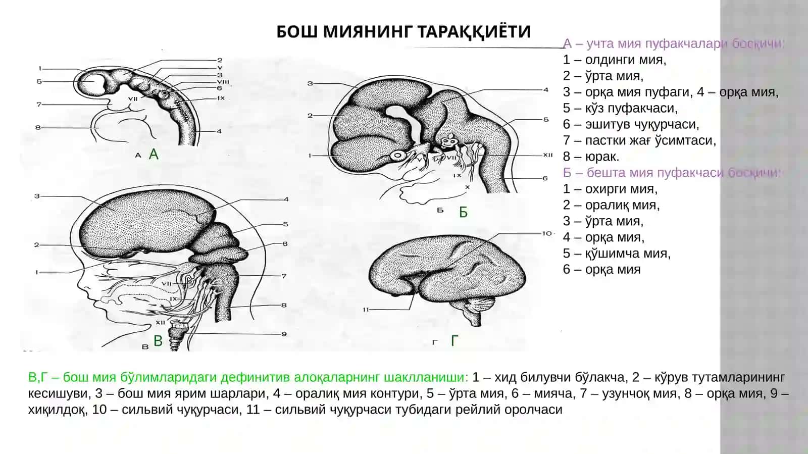 Нервсистемасинингтаркиби 4