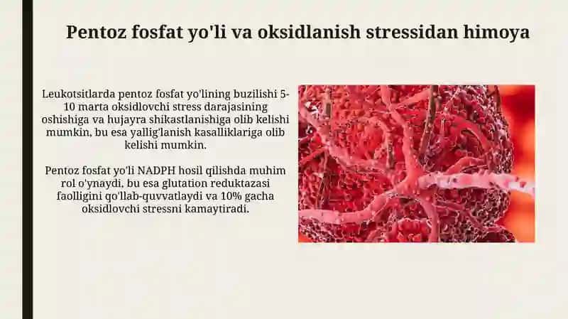 Leykositlar metabalozmi xususiyatlari 4