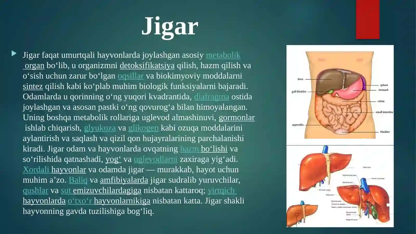 Jigar 4