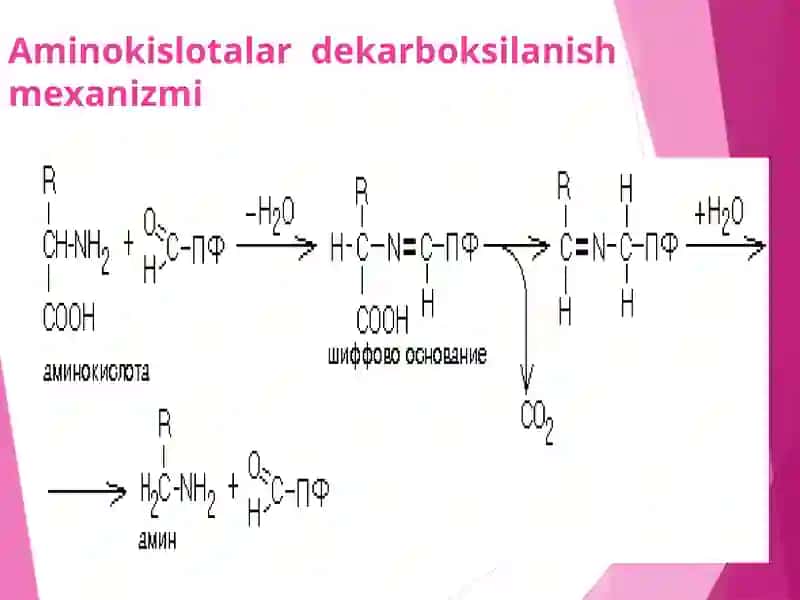 Aminokislotalar dekarboksillanishi.  Ammiakni zararsizlantirilishi. Aminokislotalar almashinuvining xususiy yоllari. 4