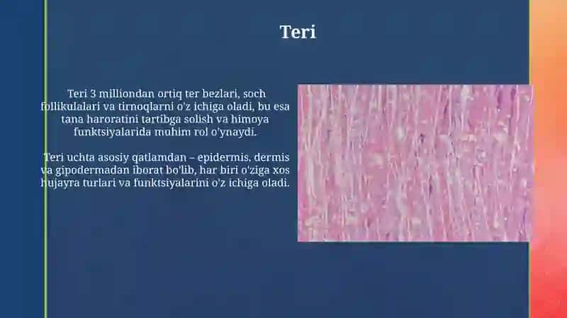 Retikulyar toʻqima 4