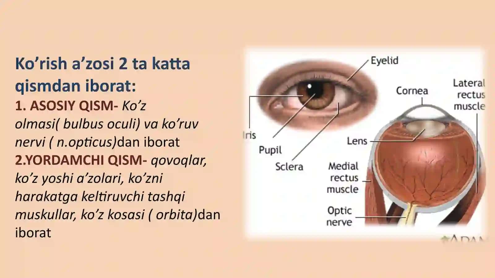 Ko‘ruv a’zosining klinik anatomiyasi 4