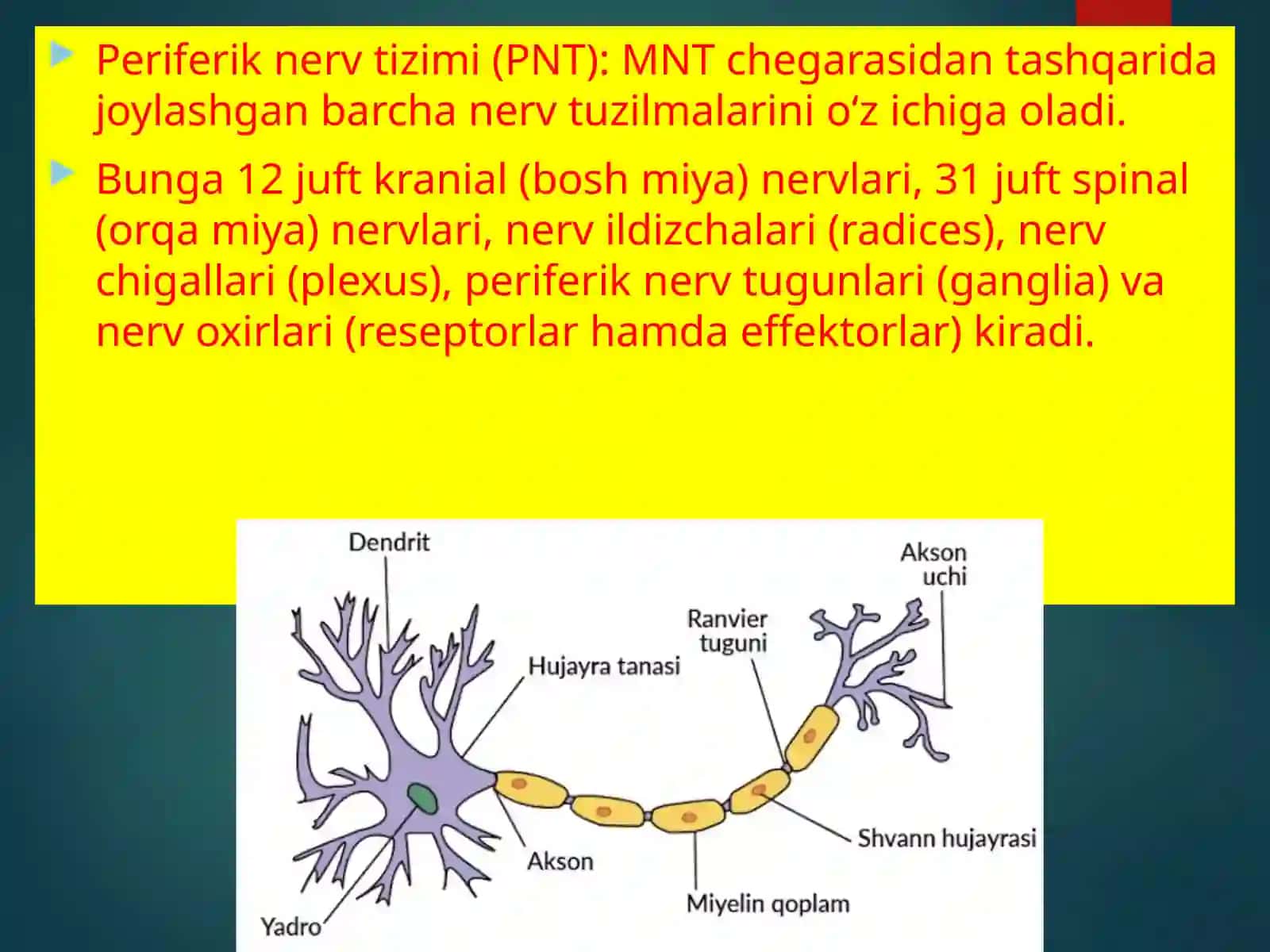 Nervtizimining umumiyanatomiyasi 4