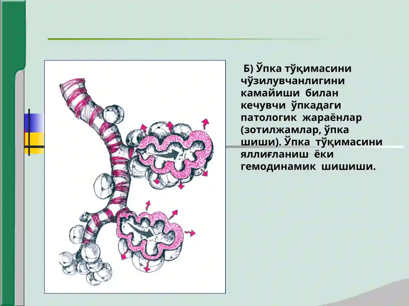 Нафас аъзолари касалликлари билан касалланган беморларни текшириш 4
