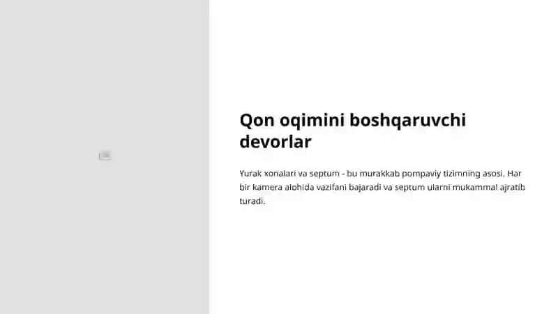 Yurak devorlari anatomiyasi 4