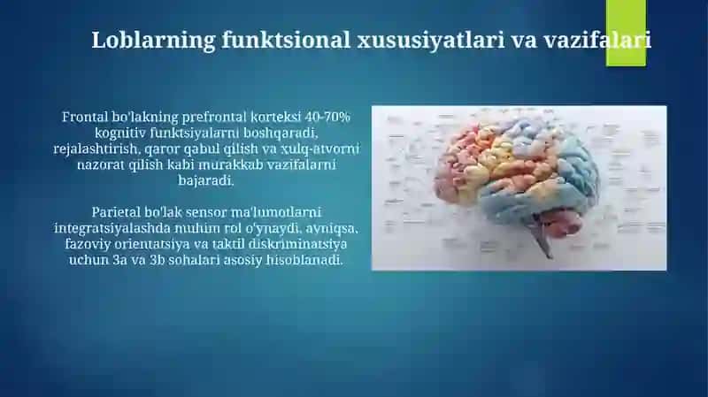 Serebral yarim sharlar tuzilishi 4