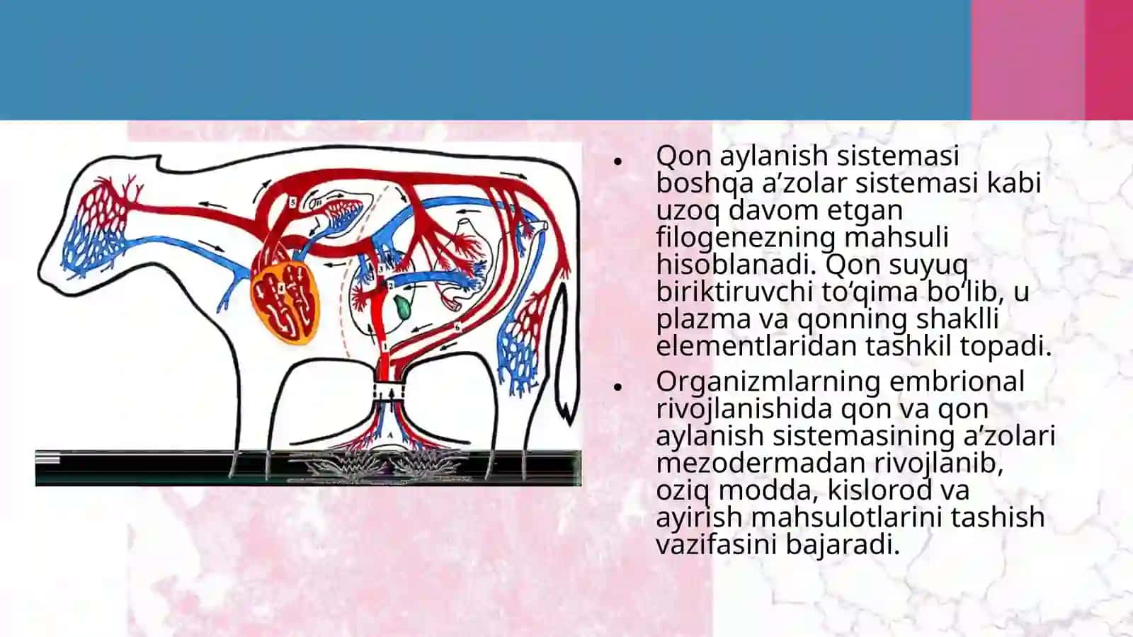 Hayvonlarning qonaylanish organlari evolutsiyasi 4