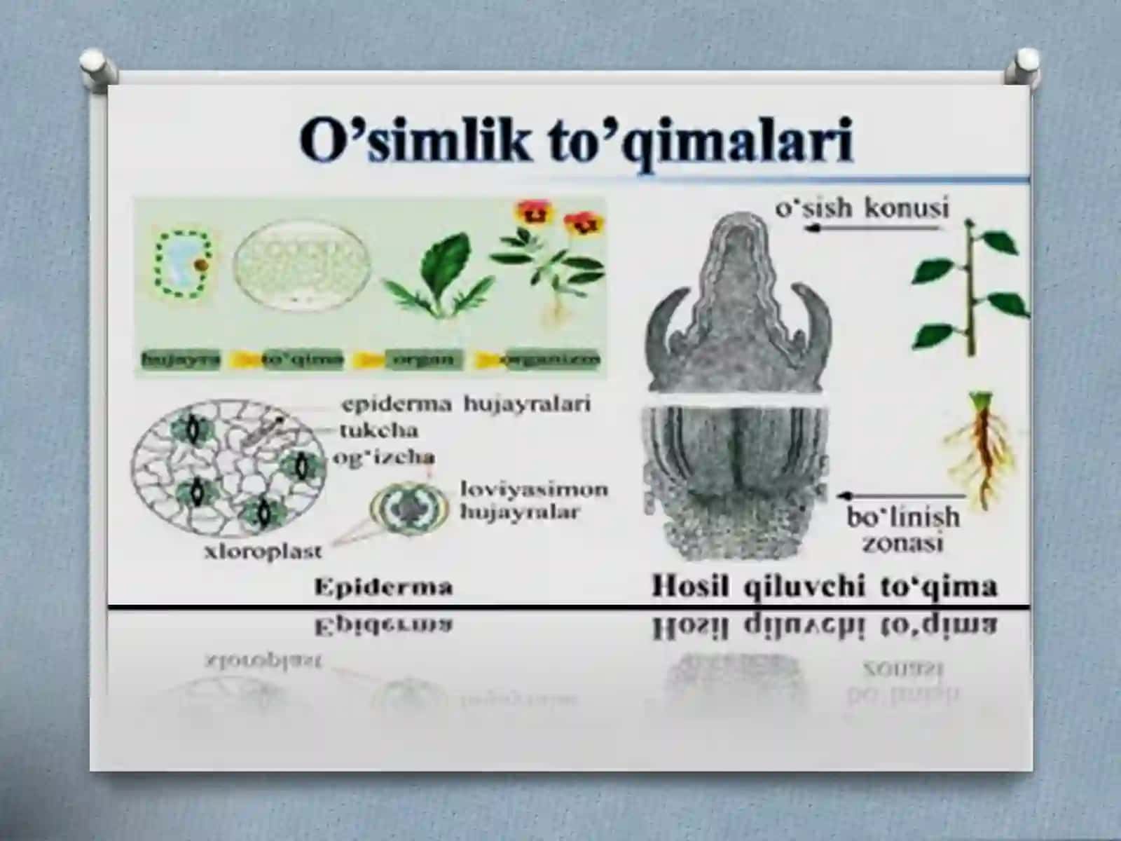 O’simliklarto’qimalarivaularningqishloqxo’jalikdagiahamiyati 4