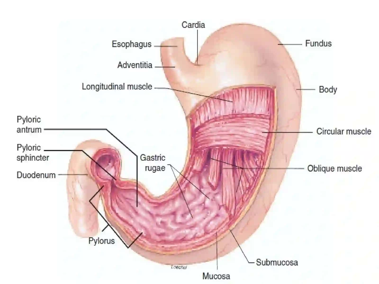 The stomach 4