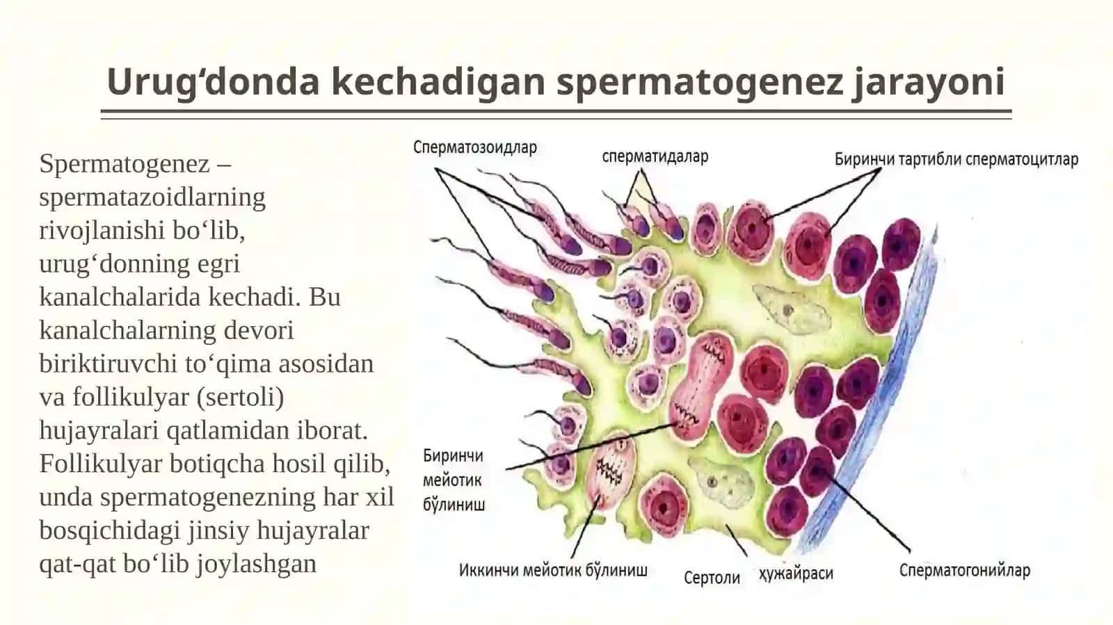 Progenez 4