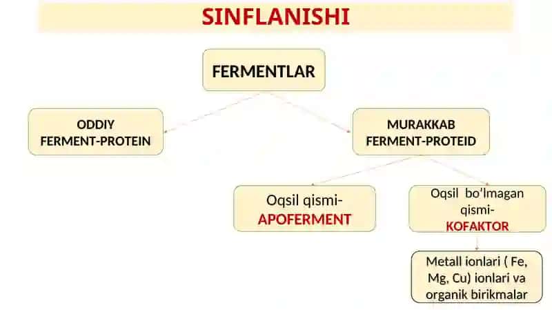 FERMENTLAR TUZILISHI, XOSSALARI VA TIRIK ORGANIZMLARDA AHAMIYATI VA VAZIFALARI 4