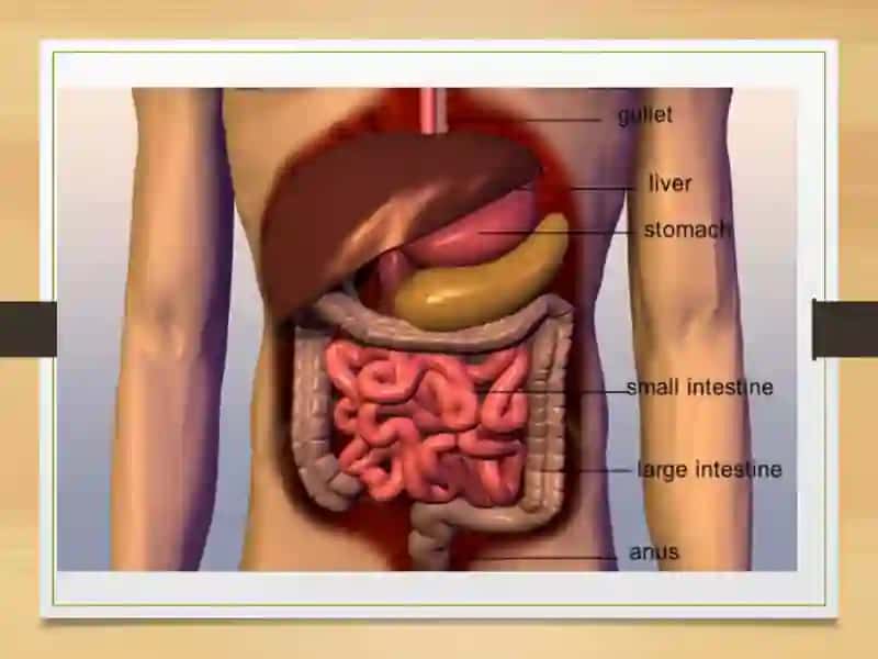 Hazm Tizimining Anatomiya va Fiziologiyasi 4