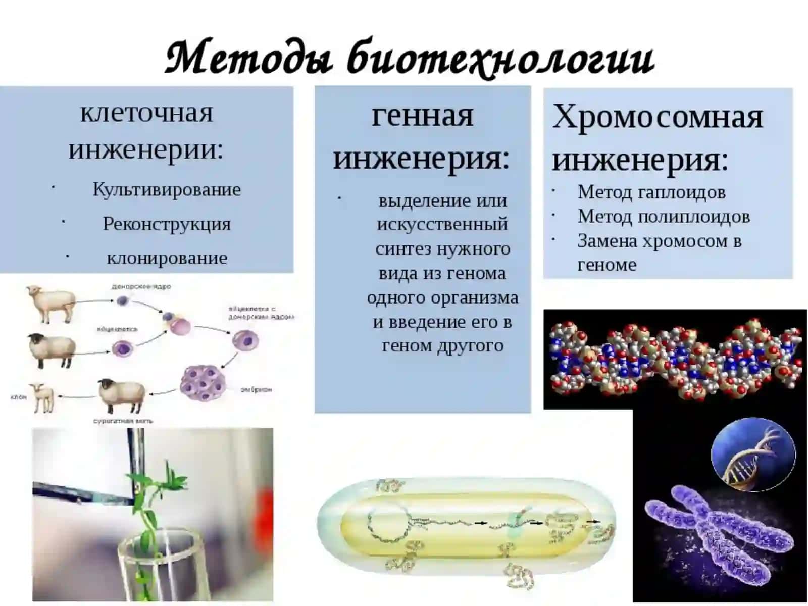 Қишлоқ хўжалик экинларини соғломлаштиришнинг биотехнологик асослари 4