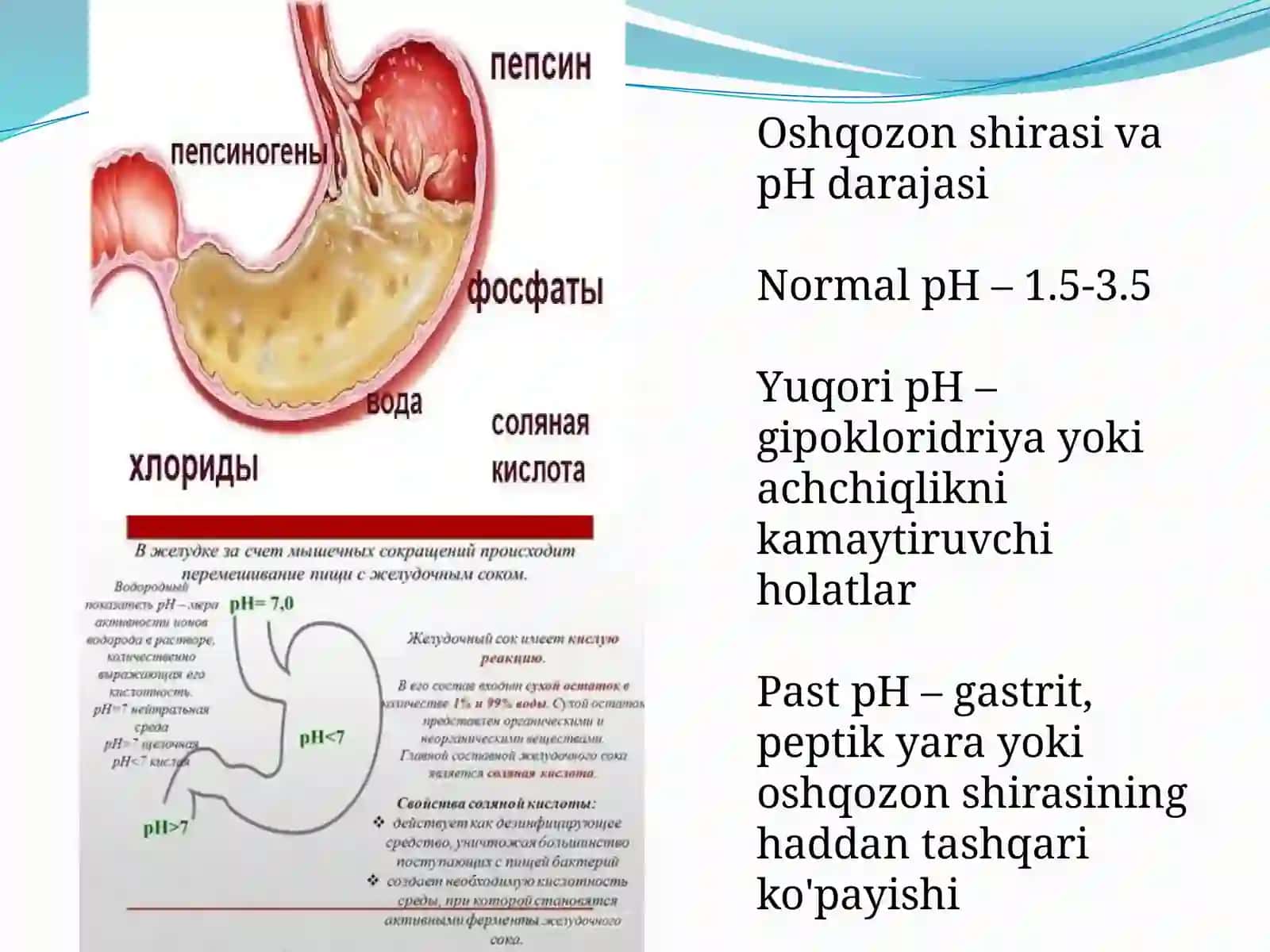 Oshqozon shirasini interpretatsiyasi 4