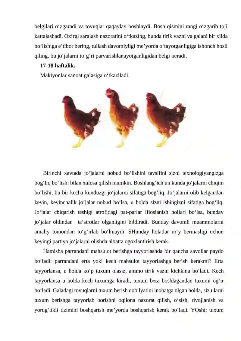 Tuxum yo‘nalishidagi jo‘jalarni o‘stirish va parvarishlash davirlari 4