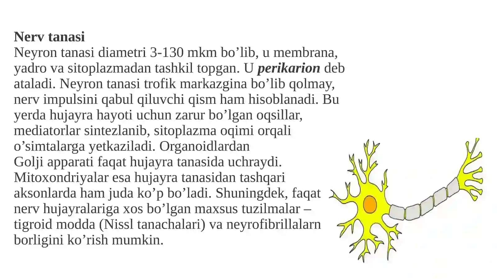 Neyronning tuzilishi va vazifalari 4