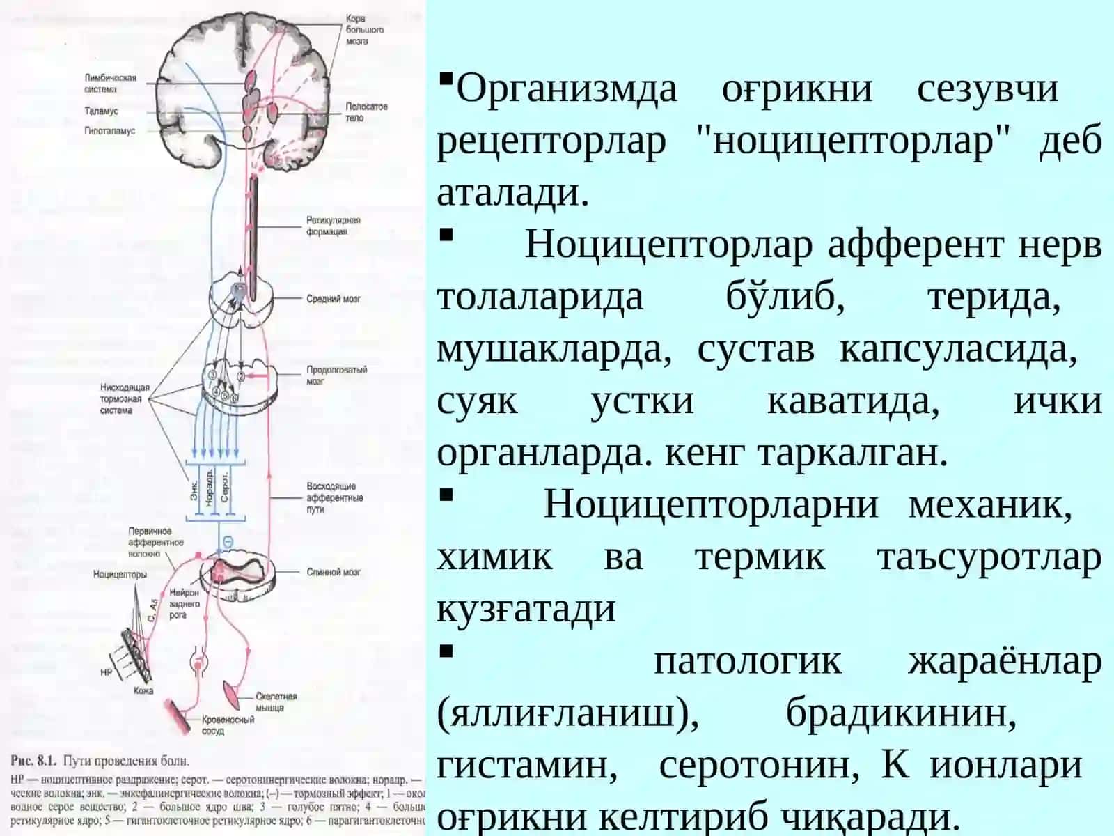 АНАЛЬГЕТИКЛАР 4