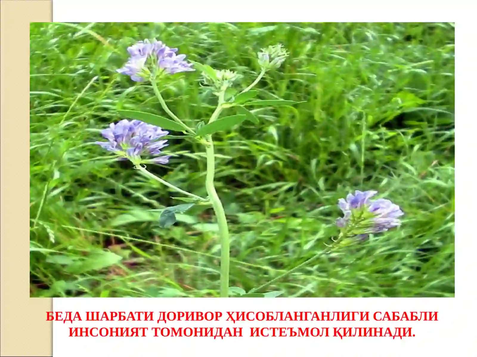 БЕДА ЕТИШТИРИШ ТЕХНОЛОГИЯСИ 4