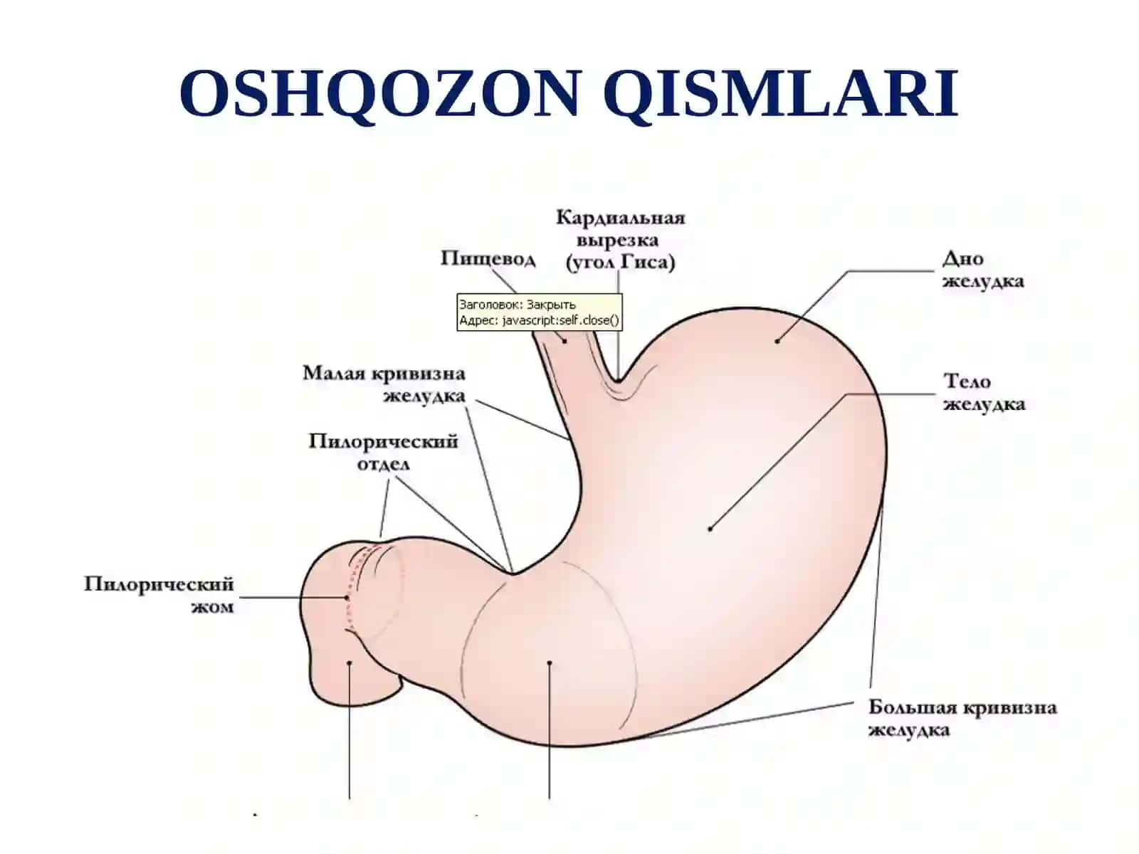 OSHQOZON TOPOGRAFIK ANATOMIYASI 4