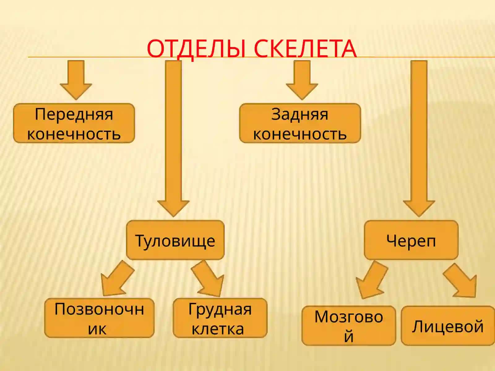 Скелет человека слайд 2026 йил 4