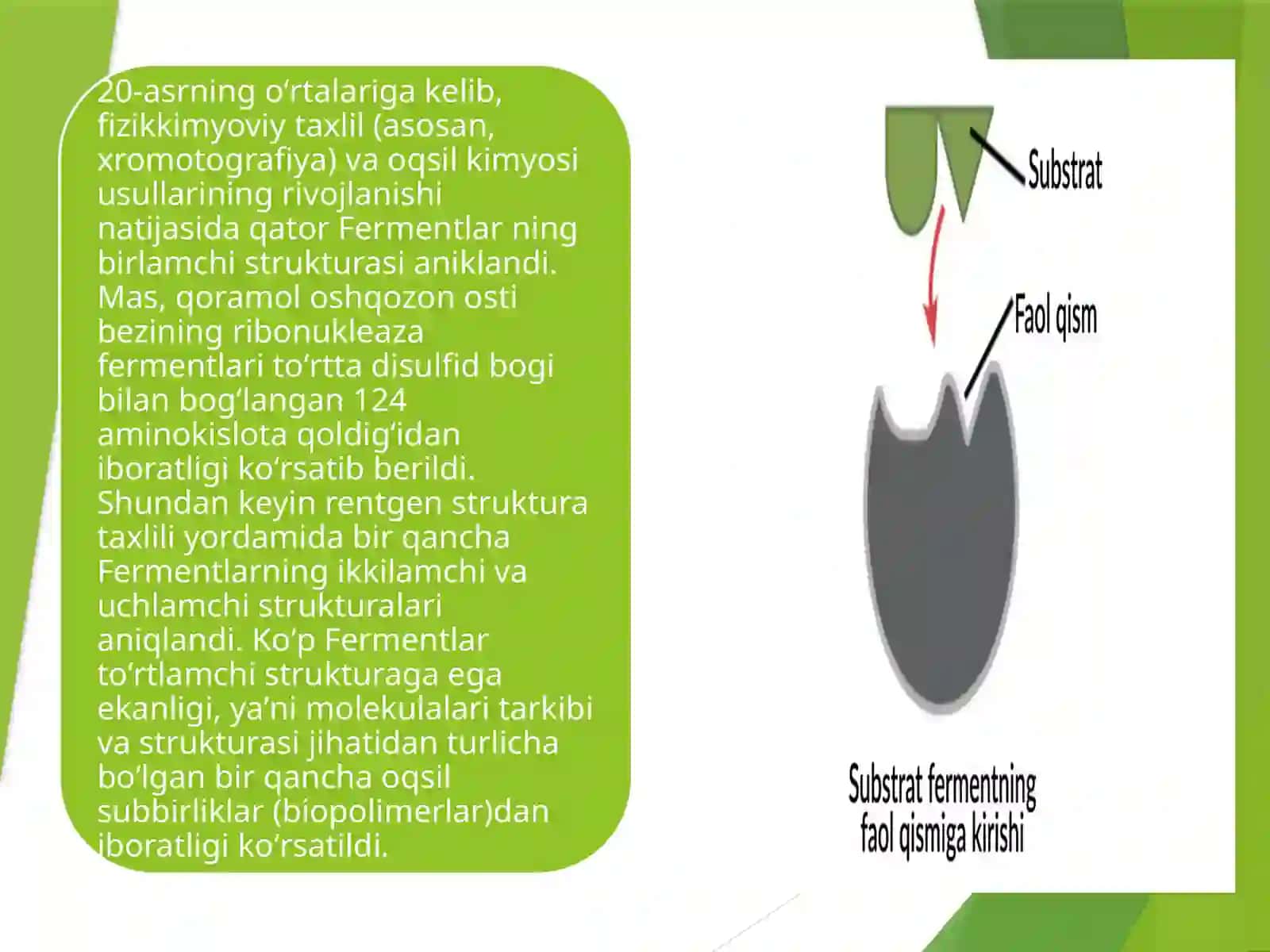 Fermentlar haqida umumiy tushunchalar 4